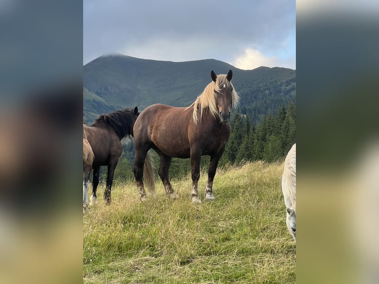 Noriker Stute 7 Jahre 163 cm Fuchs in Bretstein