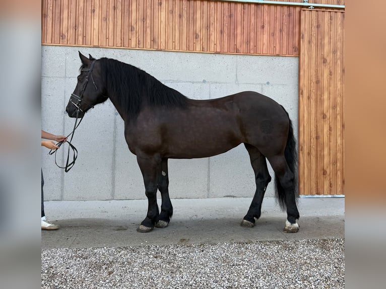 Noriker Stute 7 Jahre 163 cm Rappe in OberalmHallein