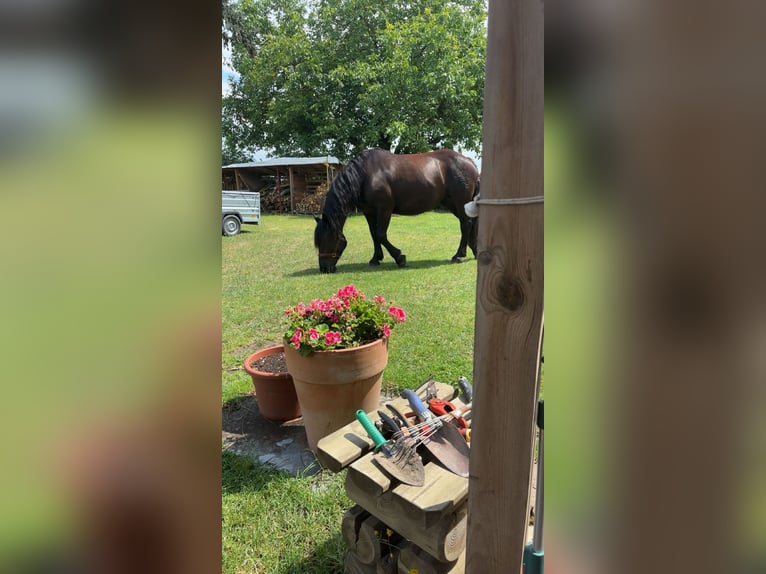 Noriker Stute 7 Jahre 163 cm Rappe in Wustermark