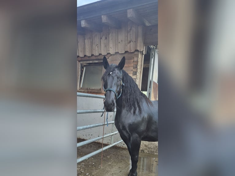 Noriker Stute 7 Jahre 163 cm Rappe in Rosental