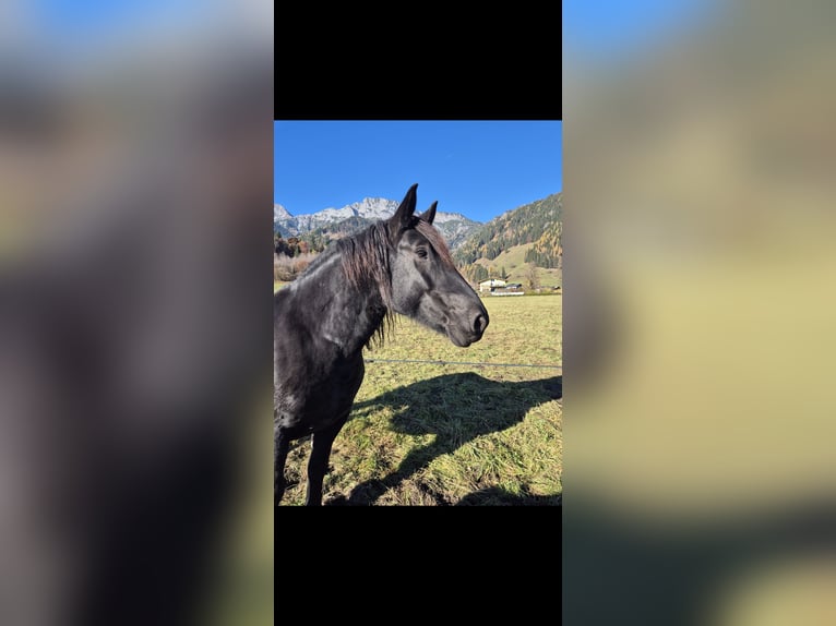 Noriker Stute 7 Jahre 163 cm Rappe in Rosental