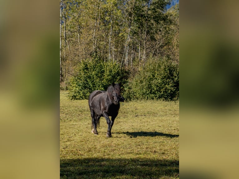 Noriker Stute 7 Jahre 164 cm Rappe in Dellach