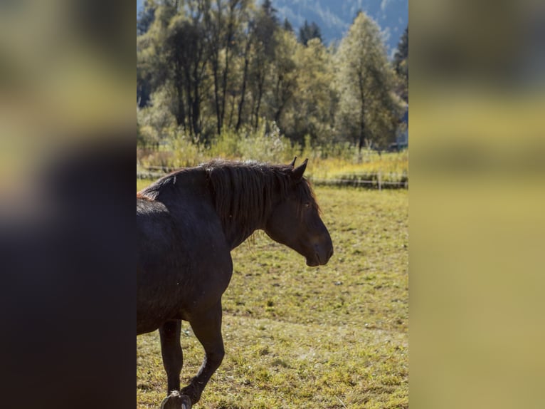 Noriker Stute 7 Jahre 164 cm Rappe in Dellach