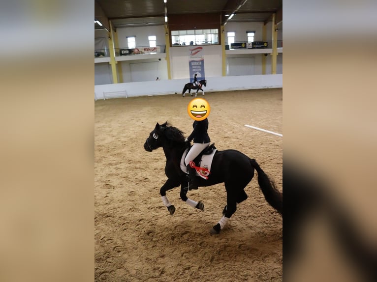 Noriker Stute 7 Jahre 164 cm Rappe in Vorderberg