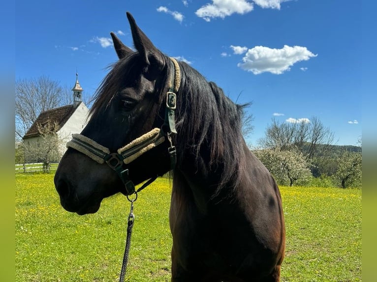 Noriker Stute 7 Jahre 164 cm Schwarzbrauner in Rottenburg am Neckar