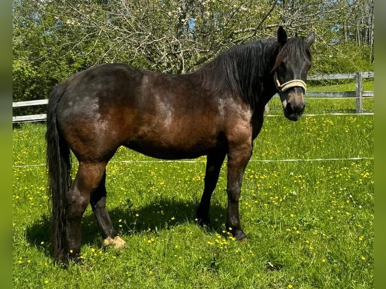 Noriker Stute 7 Jahre 164 cm Schwarzbrauner in Rottenburg am Neckar