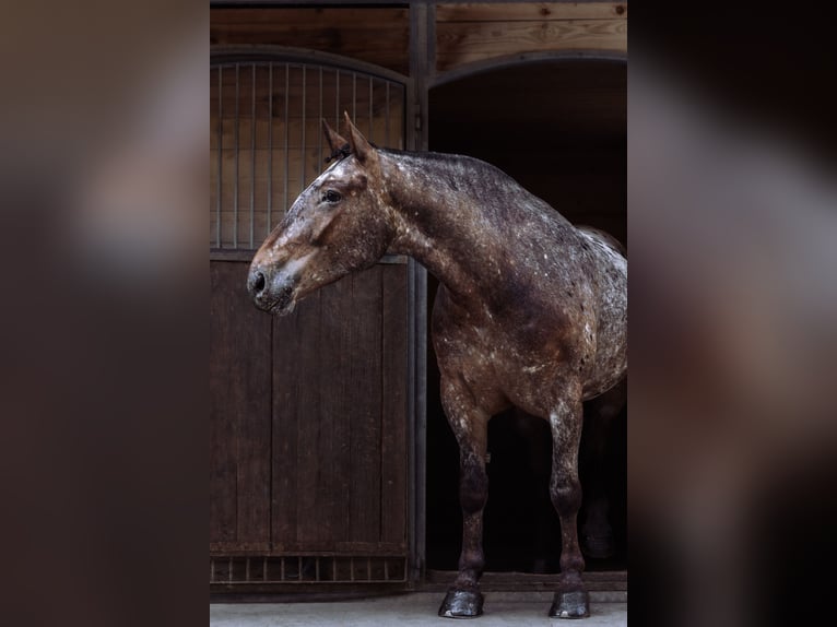 Noriker Stute 7 Jahre 164 cm Tigerschecke in Schwarzach im Pongau