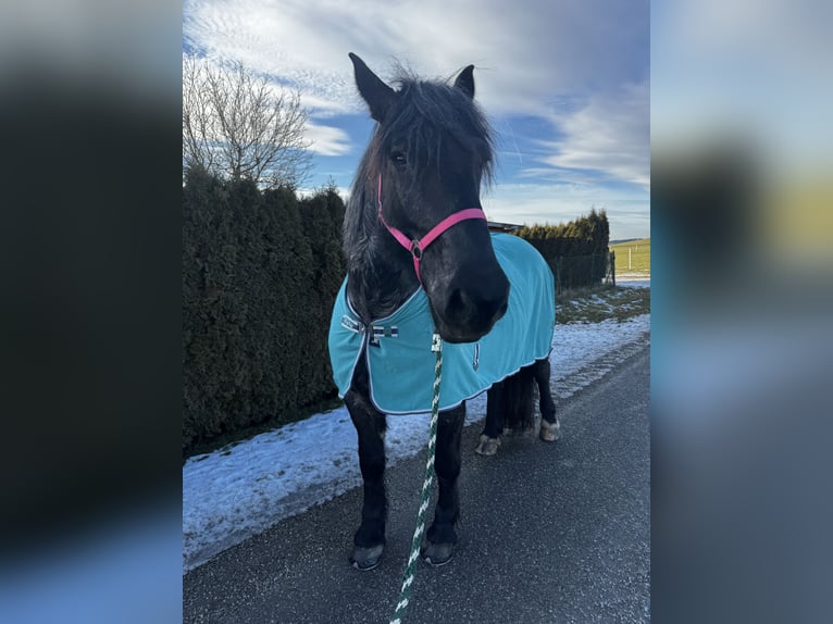 Noriker Stute 7 Jahre 166 cm Blauschimmel in Priehetsberg