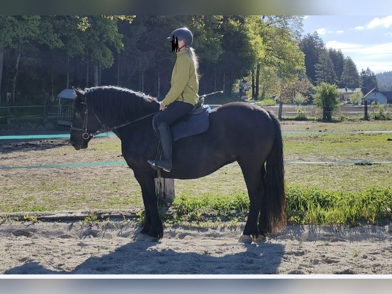 Noriker Stute 7 Jahre 168 cm Rappe in St. Michael ob Bleiburg