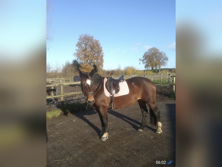 Noriker Stute 8 Jahre 154 cm Brauner in Nordwalde