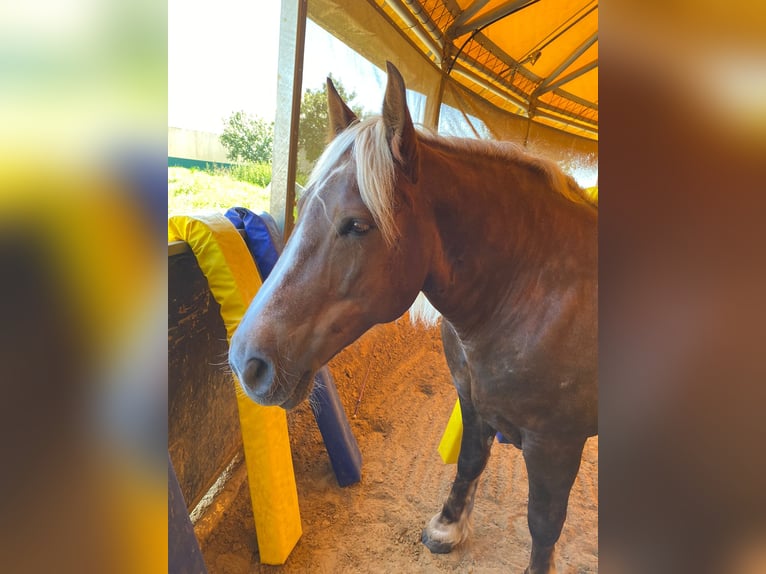Noriker Stute 8 Jahre 160 cm Dunkelfuchs in Neuss
