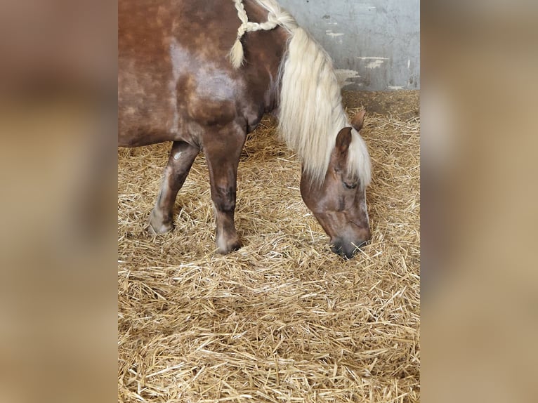 Noriker Stute 8 Jahre 160 cm Dunkelfuchs in Neuss