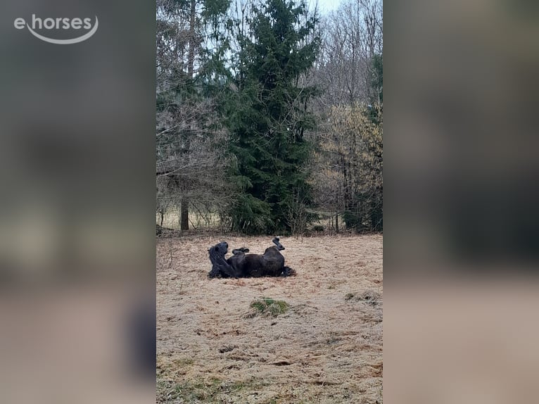Noriker Stute 8 Jahre 160 cm Rappe in KLAFFER