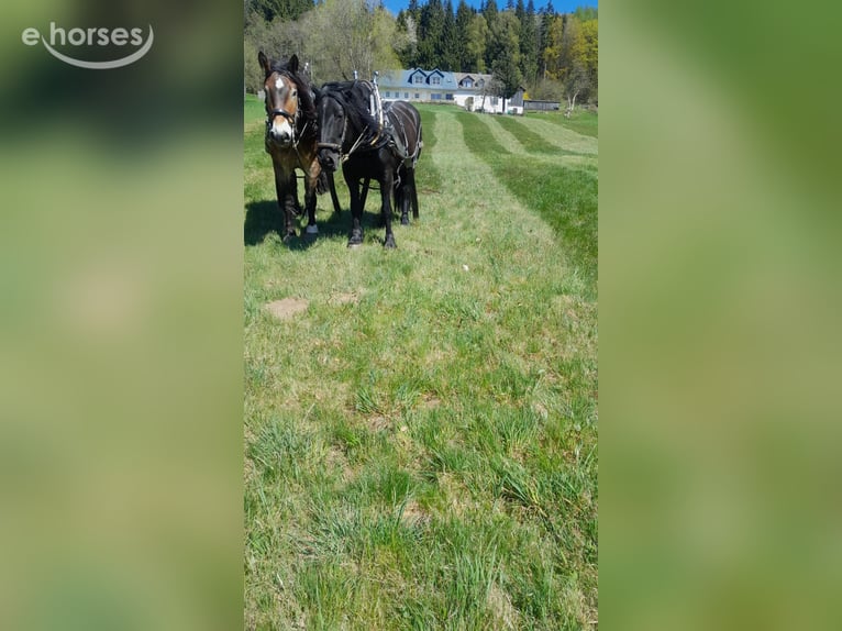 Noriker Stute 8 Jahre 160 cm Rappe in KLAFFER