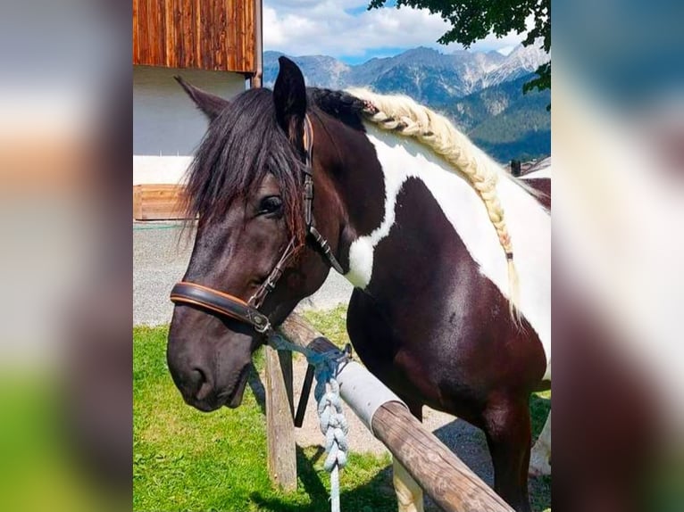 Noriker Stute 8 Jahre 160 cm Schecke in Saalfelden