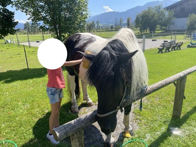 Noriker Stute 8 Jahre 160 cm Schecke in Saalfelden