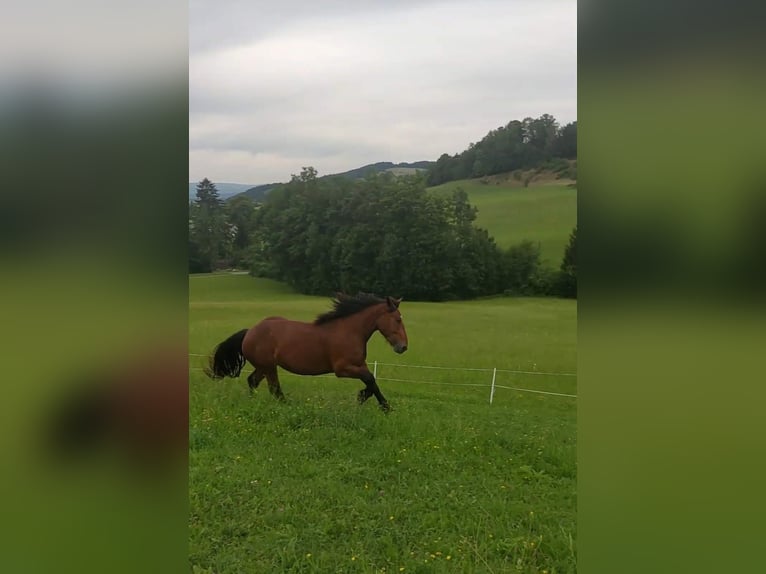 Noriker Stute 8 Jahre 164 cm Brauner in Texing