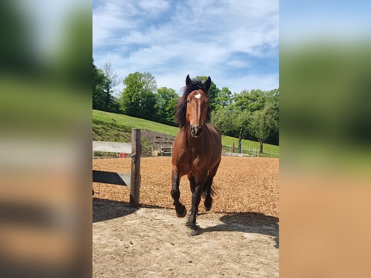 Noriker Stute 8 Jahre 164 cm Brauner in Texing