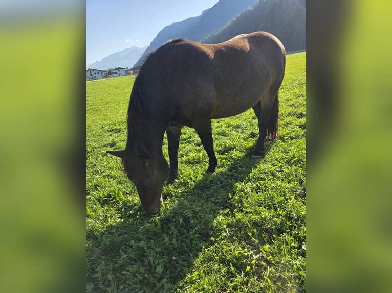 Noriker Stute 8 Jahre 164 cm Brauner in Mitterhofen