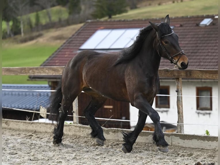 Noriker Stute 8 Jahre 164 cm in Ru&#xDF;bach am Pass Gsch&#xFC;tt