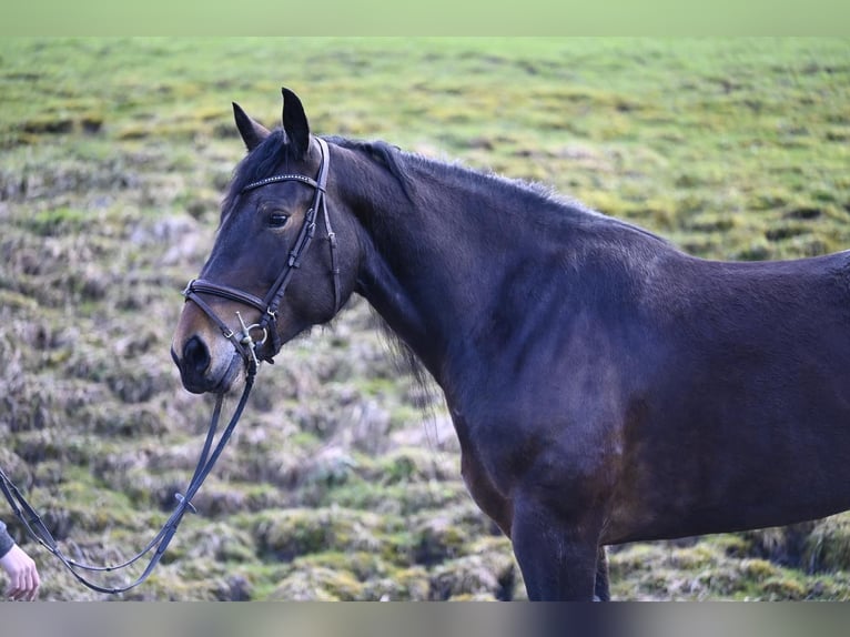 Noriker Stute 8 Jahre 164 cm in Ru&#xDF;bach am Pass Gsch&#xFC;tt