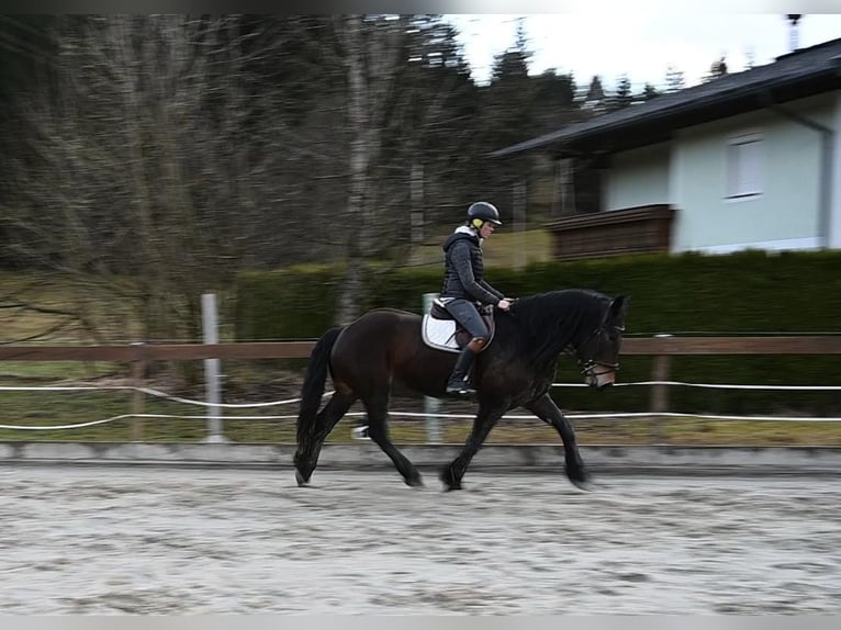 Noriker Stute 8 Jahre 164 cm in Ru&#xDF;bach am Pass Gsch&#xFC;tt