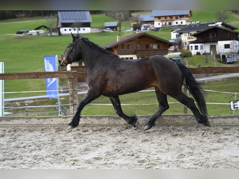 Noriker Stute 8 Jahre 164 cm in Ru&#xDF;bach am Pass Gsch&#xFC;tt