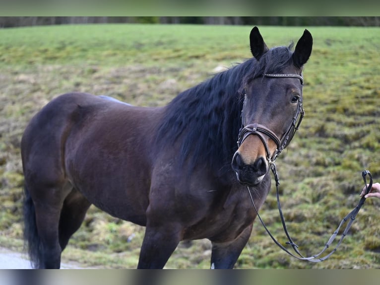 Noriker Stute 8 Jahre 164 cm in Ru&#xDF;bach am Pass Gsch&#xFC;tt
