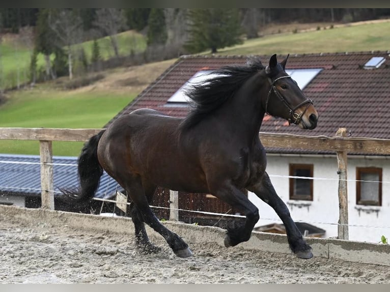 Noriker Stute 8 Jahre 164 cm in Ru&#xDF;bach am Pass Gsch&#xFC;tt