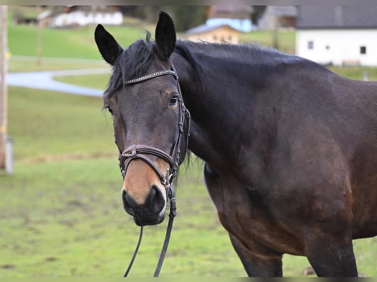 Noriker Stute 8 Jahre 164 cm in Ru&#xDF;bach am Pass Gsch&#xFC;tt