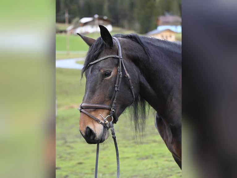 Noriker Stute 8 Jahre 164 cm in Ru&#xDF;bach am Pass Gsch&#xFC;tt