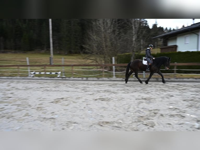 Noriker Stute 8 Jahre 164 cm in Ru&#xDF;bach am Pass Gsch&#xFC;tt