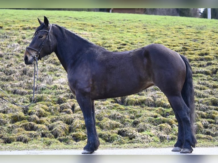 Noriker Stute 8 Jahre 164 cm in Ru&#xDF;bach am Pass Gsch&#xFC;tt