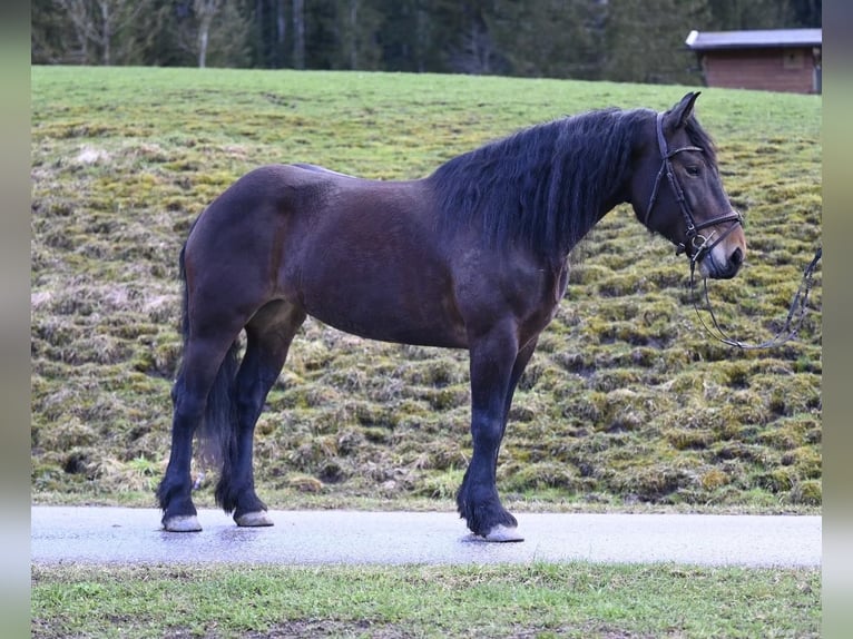 Noriker Stute 8 Jahre 164 cm in Ru&#xDF;bach am Pass Gsch&#xFC;tt