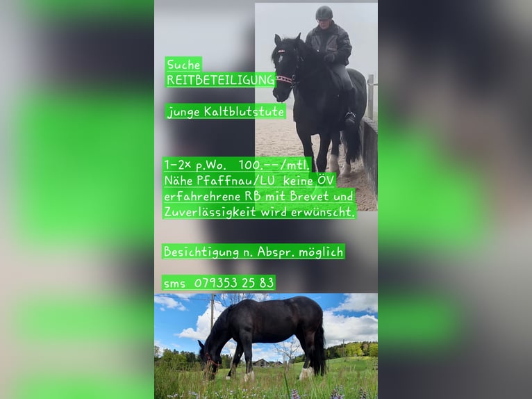 Noriker Stute 8 Jahre 165 cm Rappe in Pfaffnau