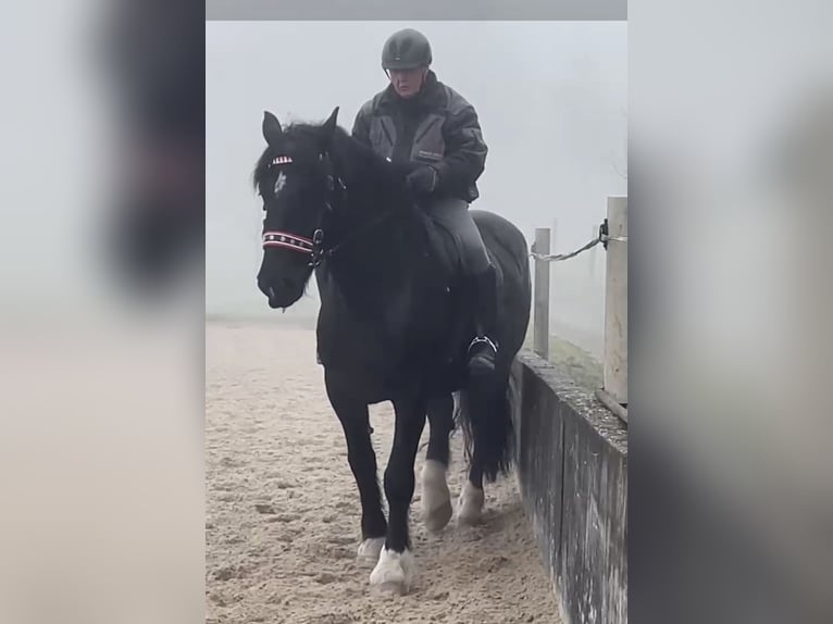 Noriker Stute 8 Jahre 165 cm Rappe in Pfaffnau