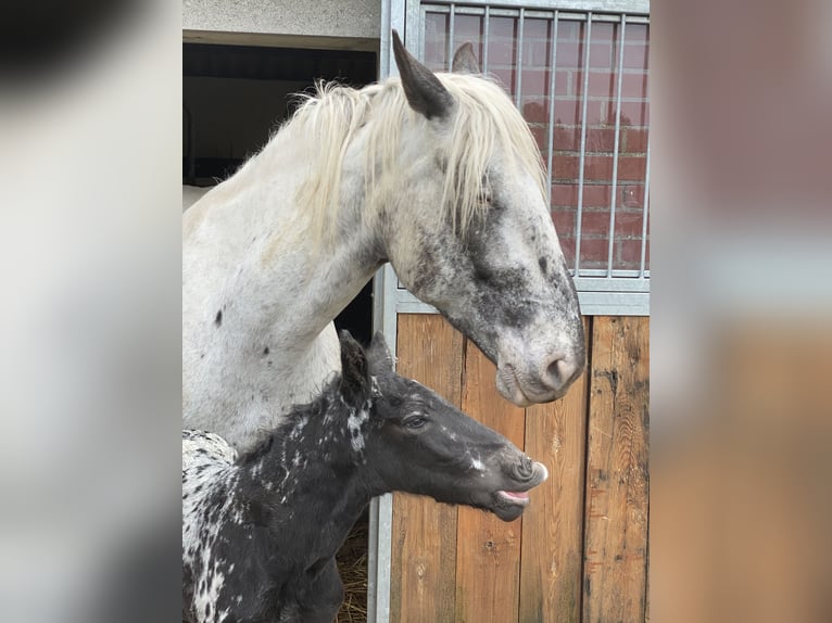 Noriker Stute 8 Jahre 165 cm Schimmel in St. Peter am Kammersberg