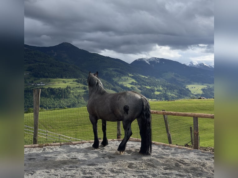 Noriker Stute 8 Jahre 168 cm Blauschimmel in Mitterberg