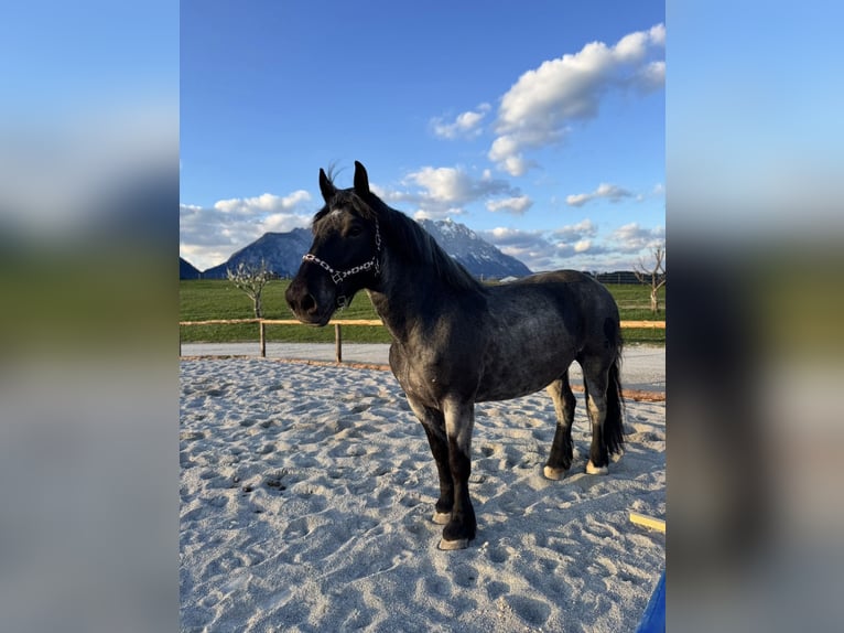 Noriker Stute 8 Jahre 168 cm Blauschimmel in Mitterberg