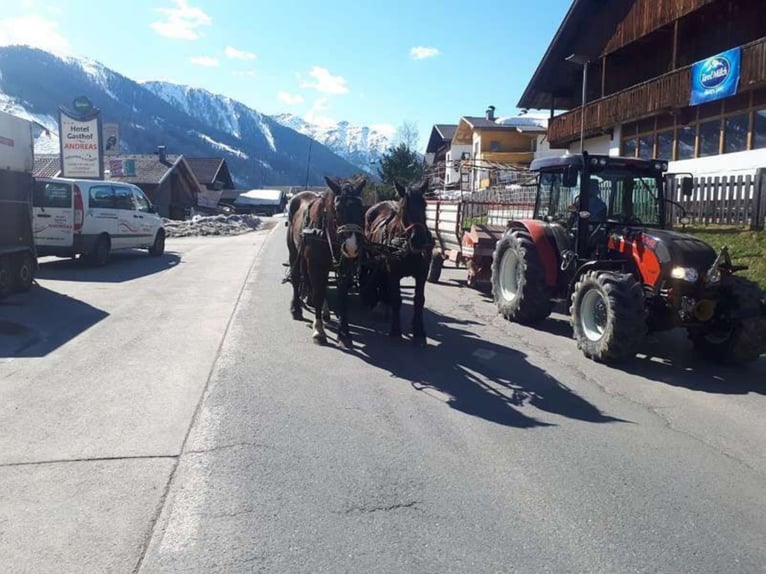 Noriker Stute 8 Jahre 168 cm in Obertilliach