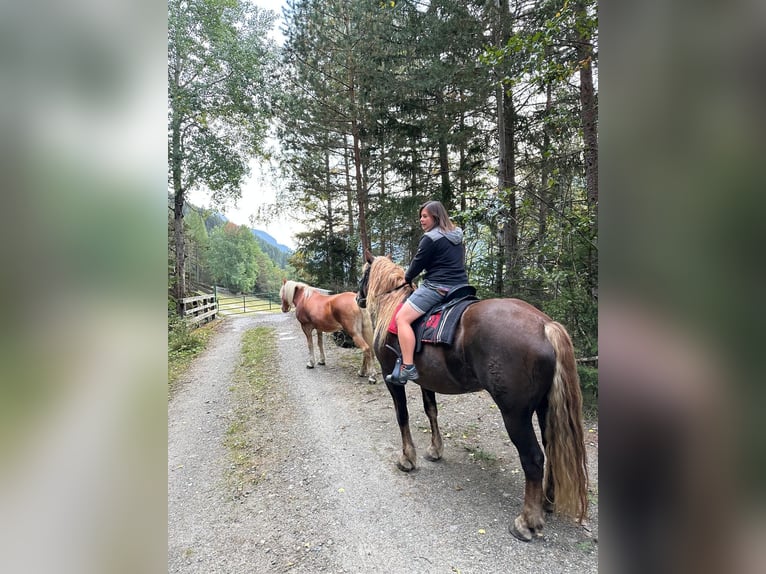 Noriker Stute 8 Jahre Dunkelfuchs in Tösens