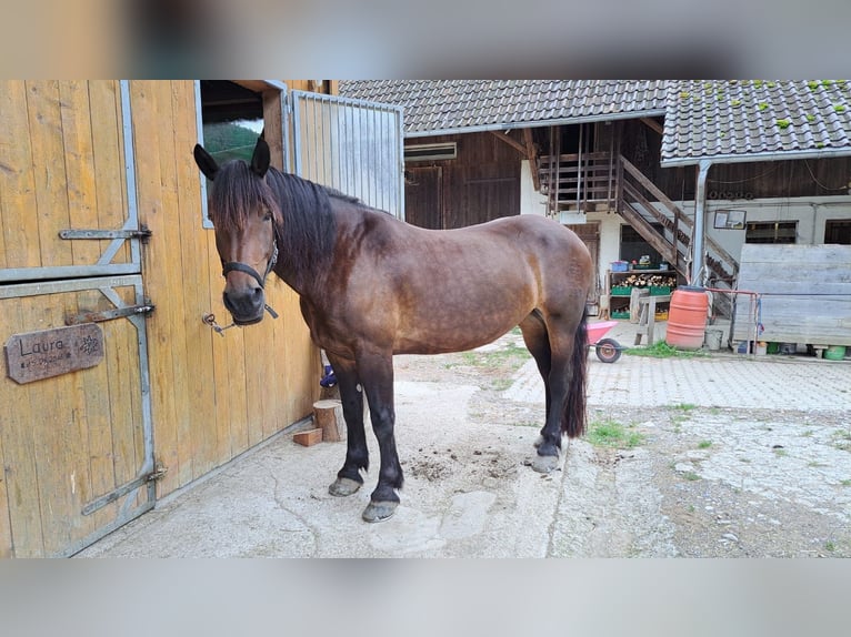 Noriker Stute 8 Jahre  in Klettgau