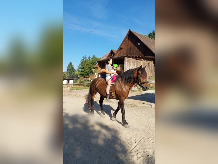 Noriker Stute 8 Jahre  in Klettgau