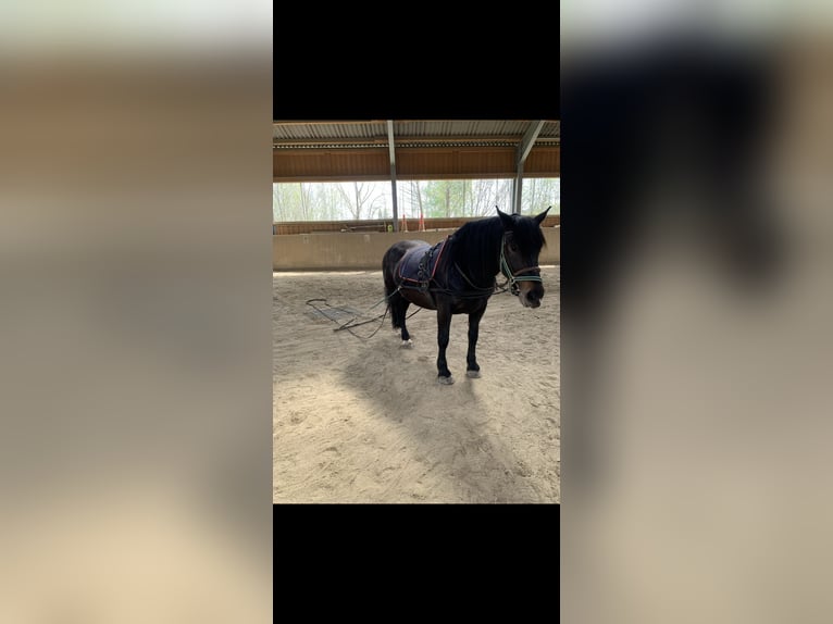 Noriker Stute 9 Jahre 158 cm Dunkelbrauner in Altenhof am Hausruck