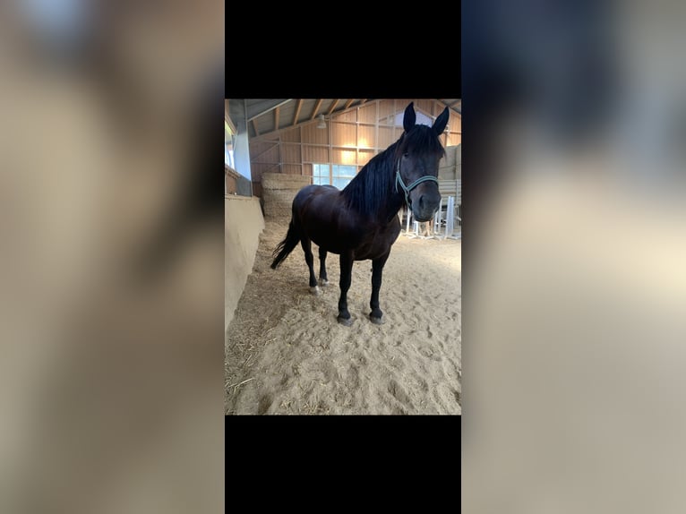 Noriker Stute 9 Jahre 158 cm Dunkelbrauner in Altenhof am Hausruck