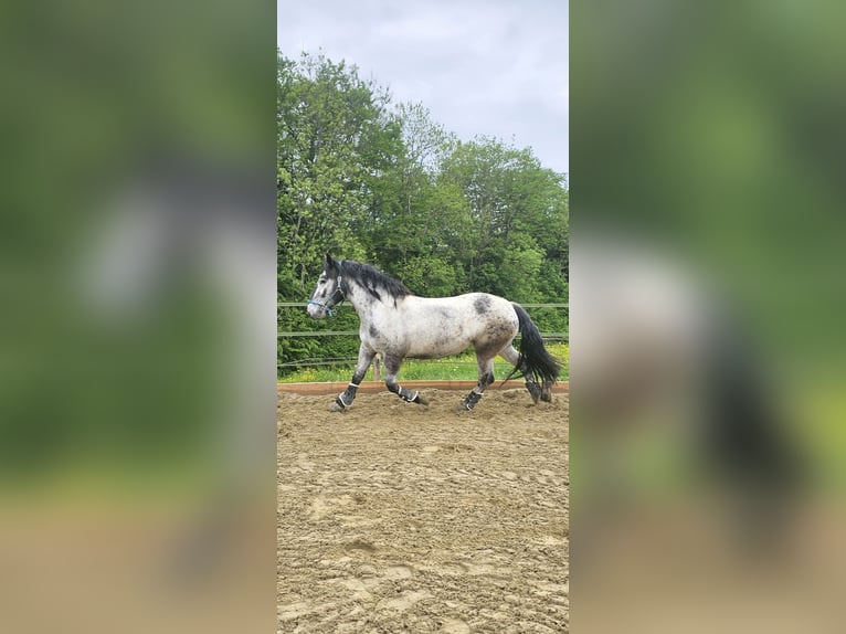 Noriker Stute 9 Jahre 160 cm in Samerberg