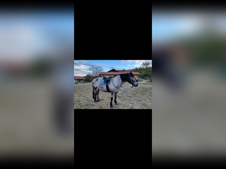 Noriker Stute 9 Jahre 160 cm in Samerberg