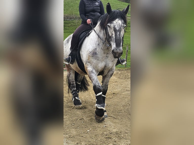 Noriker Stute 9 Jahre 160 cm in Samerberg
