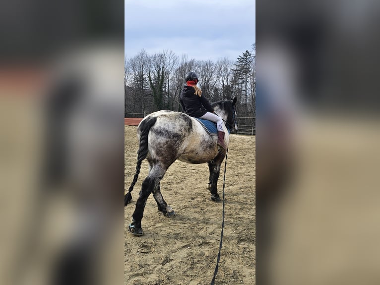 Noriker Stute 9 Jahre 160 cm in Samerberg