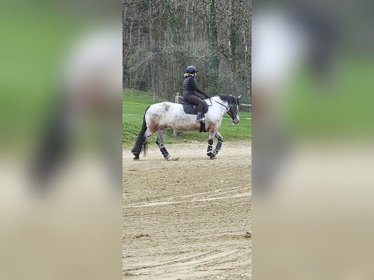 Noriker Stute 9 Jahre 160 cm in Samerberg